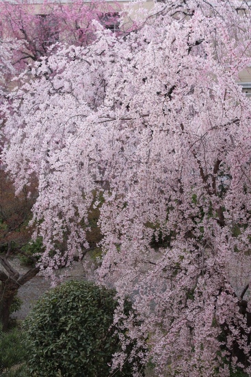 3524-13.3.31縦　一重枝垂れ桜.jpg